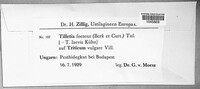 Tilletia laevis image